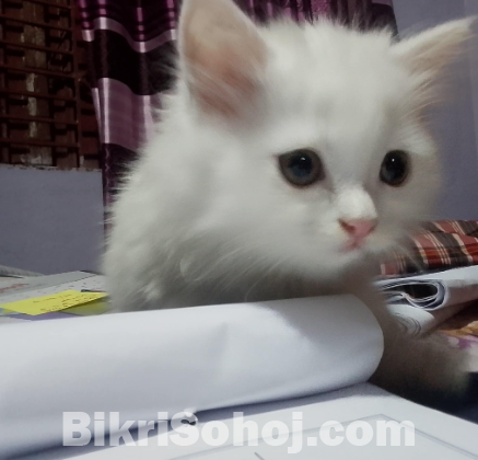 Persian cat